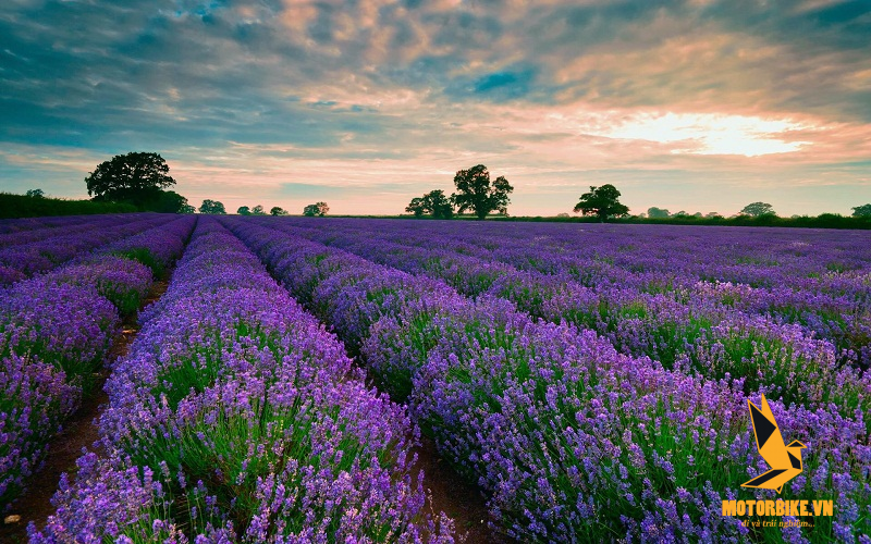 Vẻ đẹp thơ mộng của cánh đồng hoa lavender tím tại Cầu Đất