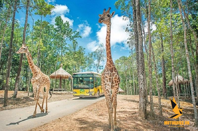 Safari Phú Quốc – thế giới động vật muôn màu