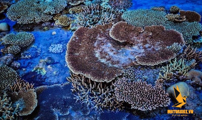 Vẻ đẹp của những rạn san hô tại Vân Phong